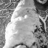 VThursday, January 1st, 2015 in Munich - Bavaria Park - Number 002 of 366mm
This was the first impression of 2015; a lot of snow even in a vertical line of a tree