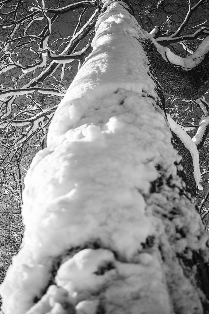 VThursday, January 1st, 2015 in Munich - Bavaria Park - Number 002 of 366mm This was the first impression of 2015; a lot of snow even in a vertical line of a tree