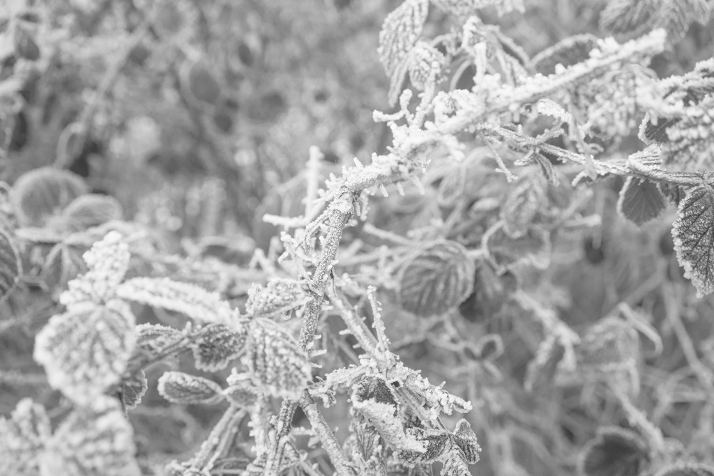 Tuesday, January 6th, 2015 in Frankfurt - Number 007 of 366mm Looking at this wonderful hoar frost in the surroundings of Frankfurt