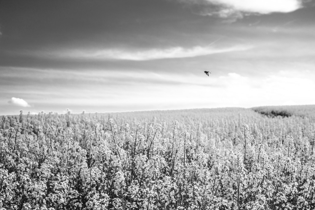 Friday, May 8th, 2015 in Lengfurt - Number 129 of 366mm A butterfly is crossing the rape field 
