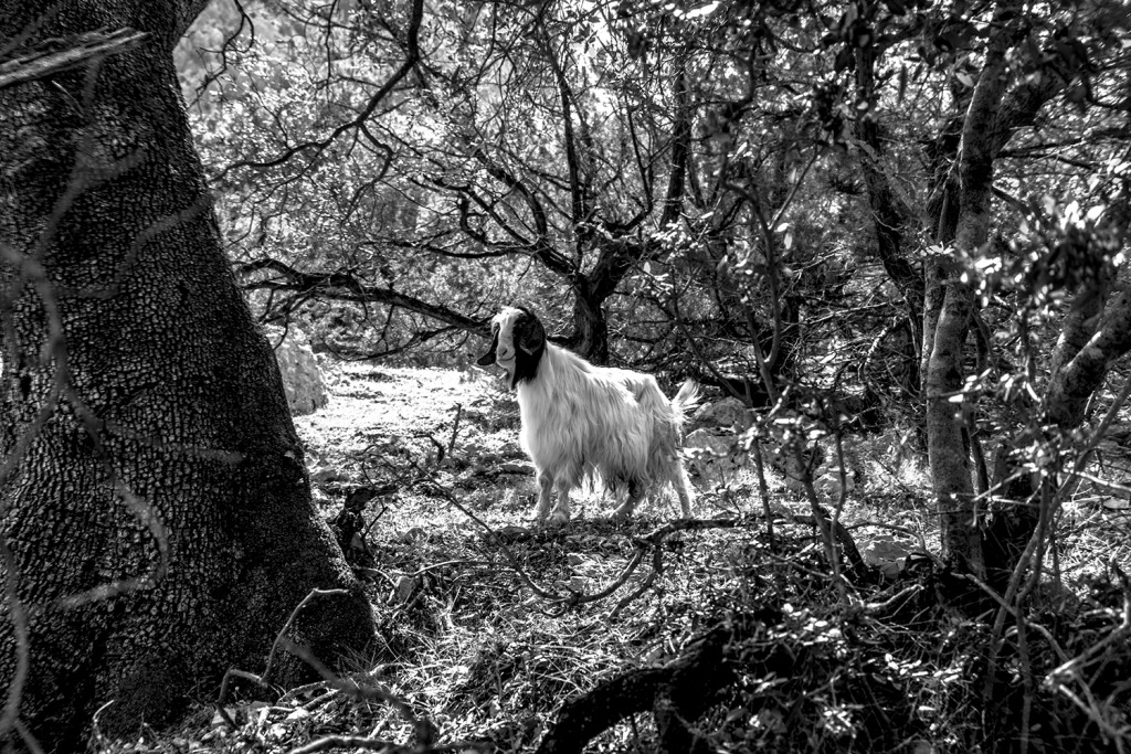 Sunday, June 21st, 2015 in Tiscali - Number 173 of 366mm On the way back from Tiscali, this white mountain goat strutted next to the path