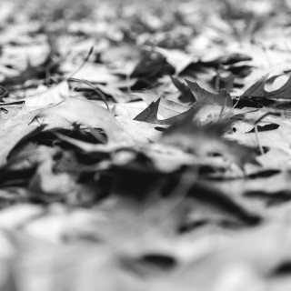 Tuesday, November 3rd, 2015 in Ahrensburg – Number 308 of 366mm
Foliage on the ground